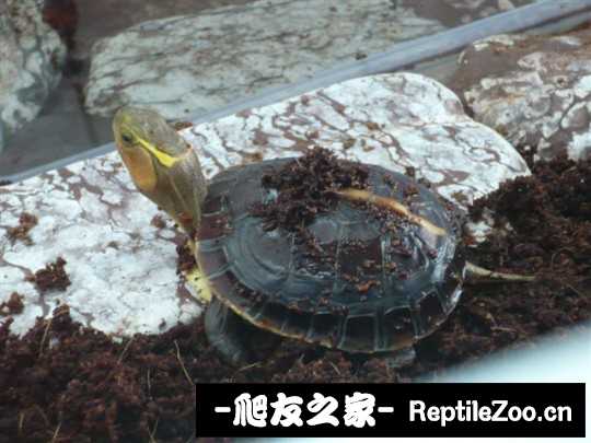 222435thk5ag433ca373ao.jpg