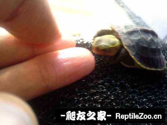 222520hk1pgox1sxzzkogk.jpg