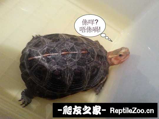 222553f91ur22p1n9kwzy0.jpg