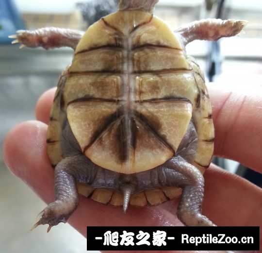 222926smfmfpp8yu2hu22n.jpg