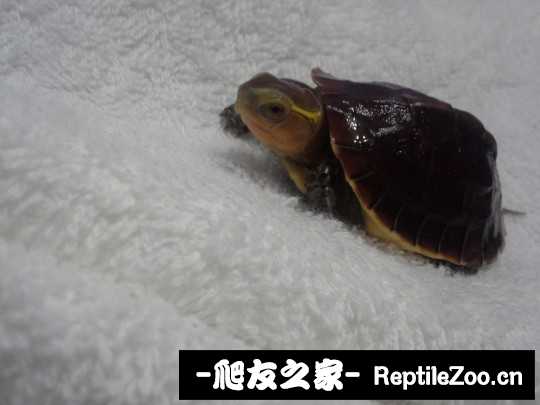 222931w52b8eehe8h3ojja.jpg