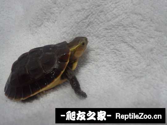 222932swbswsw68rkrt77t.jpg