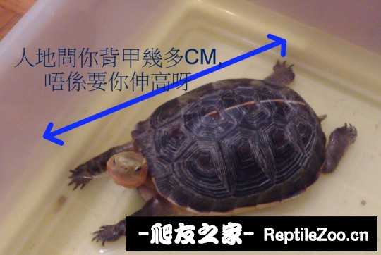 222938tcpicybzliyl1iia.jpg