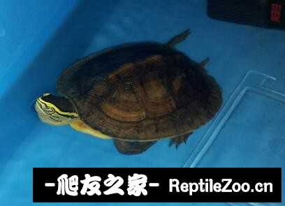 224004pwsbzssnwv1lggnx.jpg