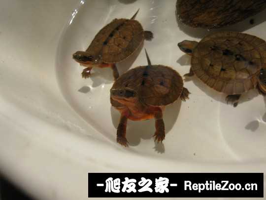 225033icscj9gzi3csfc7e.jpg