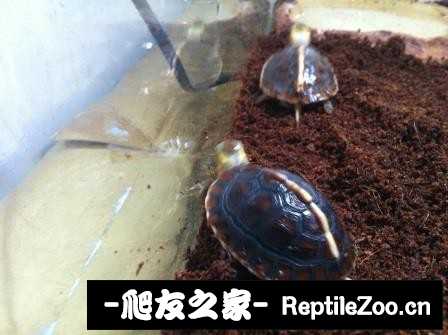 225043a755x3nap7rgyr7p.jpg