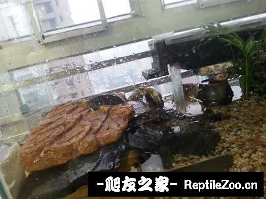 225411xfet59o0couc51jo.jpg