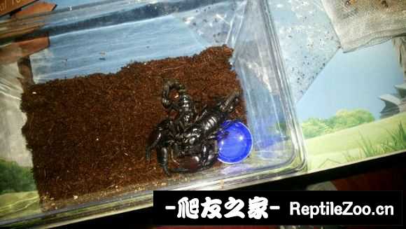 display_picture.php?url=http%3A%2F%2Fimgsa.baidu.com%2Fforum%2Fw%253D580%2Fsign%3D6667902d8294a4c20a23e7233ef51bac%2F50c08935e5dde711200032d4a2efce1b9c166160.jpg