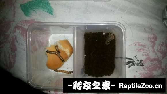 display_picture.php?url=http%3A%2F%2Fimgsa.baidu.com%2Fforum%2Fw%253D580%2Fsign%3Def91e9265c82b2b7a79f39cc01accb0a%2F8f736ed9f2d3572c5f0aedfe8f13632763d0c34e.jpg