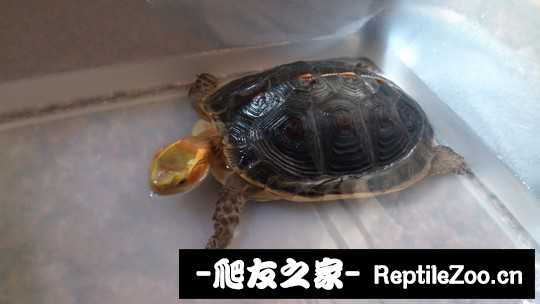 230146wtlc332djd370v37.jpg