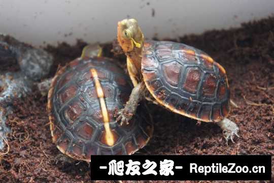 230212y3qaah11nvgcrbvz.jpg