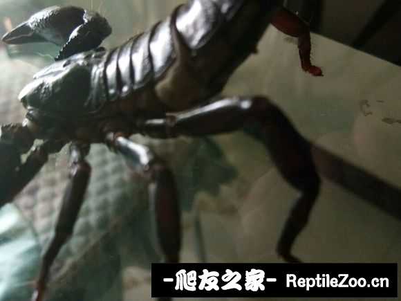 display_picture.php?url=http%3A%2F%2Fimgsa.baidu.com%2Fforum%2Fw%253D580%2Fsign%3Dc337ba4543540923aa696376a259d1dc%2Fde17c5ea15ce36d39bbfc75630f33a87e850b1bb.jpg