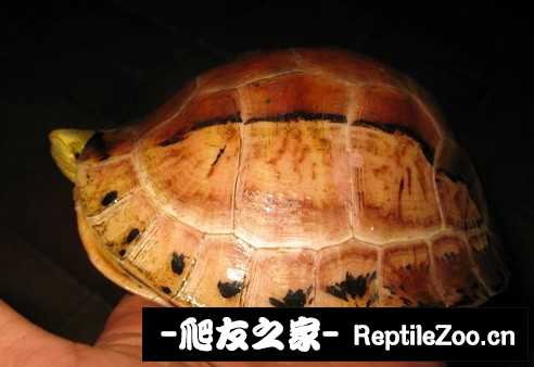 230751pd2s12titut2tpi3.jpg
