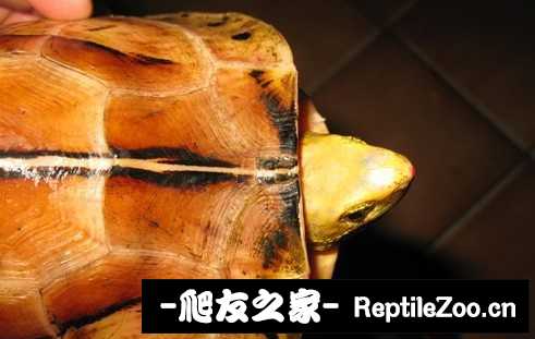 230752rfotz75bt4offsto.jpg