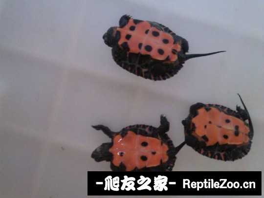 230757hhkp49ikvl9zhpv4.jpg