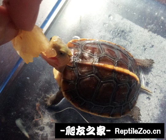 230813sppdpccxpkecrbed.png