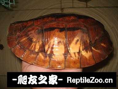 230852nzg3d1352pn3nzfd.jpg