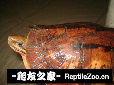 230852vnbkbgqnyy11pdyd.jpg