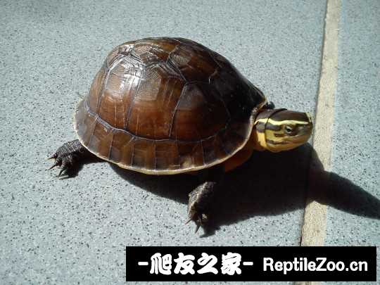 230940llnbnd099bcz3jbz.jpg