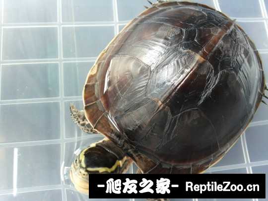 230942pggn7jgajietljia.jpg