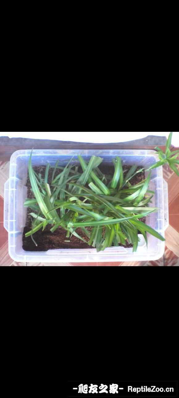 display_picture.php?url=http%3A%2F%2Ftiebapic.baidu.com%2Fforum%2Fw%253D580%2Fsign%3Df2ae3c021b3387449cc52f74610ed937%2F0784c3fc1e178a82bd8b1df2e103738da877e84b.jpg