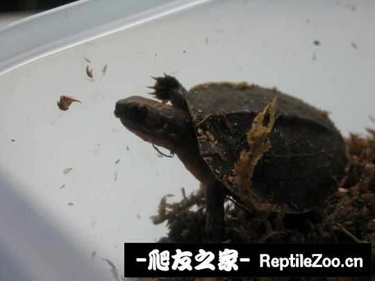 231339tze4lis4h00886gg.jpg