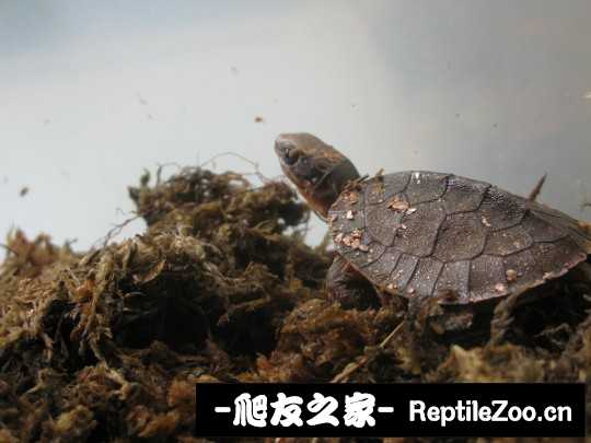 231339vqqqxszzakyzpik3.jpg