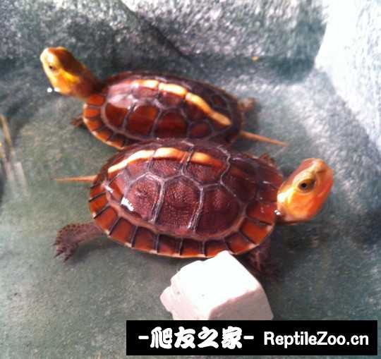 231430kfd8bad2hhh4dzaw.jpg