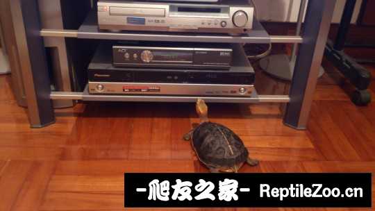 231612s8xby6pxldev83lz.jpg
