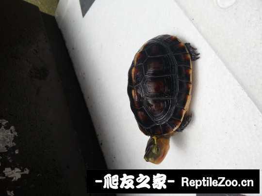 232001jqyyhvevnqzzqf8e.jpg