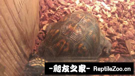 232049t63nskqsplckesd3.jpg