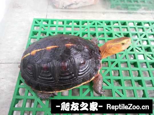 232054g8pzf5bfpp293ze7.jpg