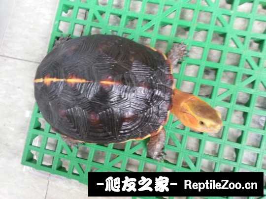 232055su11pd1zv56891p8.jpg