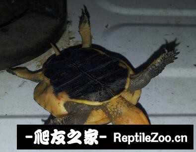 232059o1yyvcrtojhj1onv.jpg