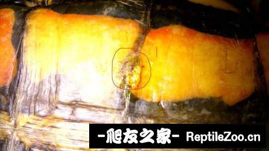 232259pbrc0p6hdvfrrcdr.jpg