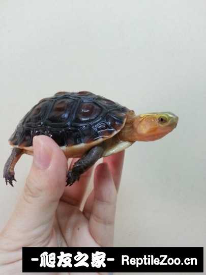 232349t96zoos9j8ow6wgn.jpg