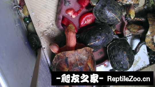 232417vegagx6avvqgbbpv.jpg