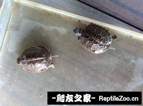 232430eavup46jrqhhah12.jpg