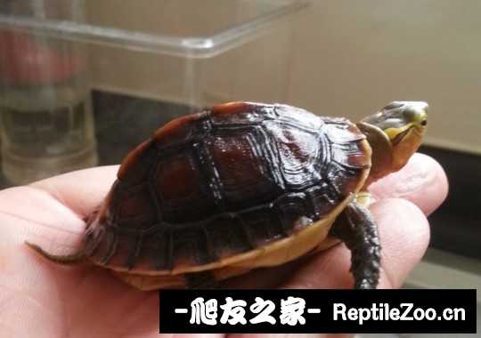 233513incho6ik9vbkiofi.jpg
