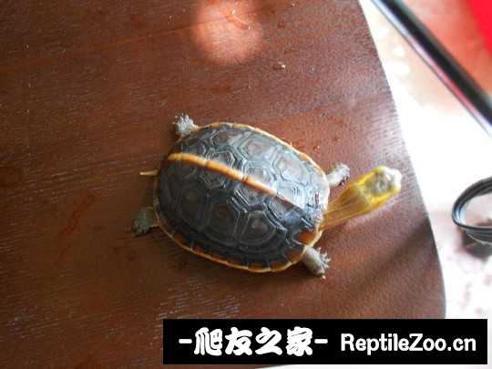 233539bt2i9g2gjd44gpg5.jpg