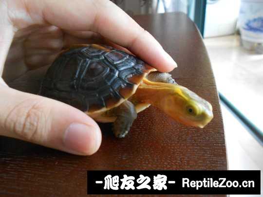 233540xllpzaww4gwwml3w.jpg