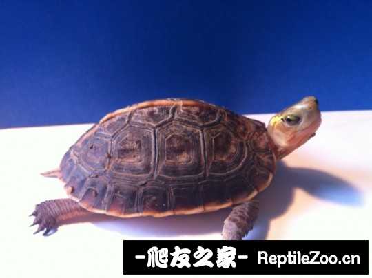 234232er3dro1j75rugtw5.jpg