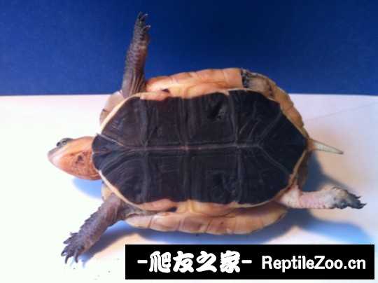 234233t5k424l2oelpo32v.jpg