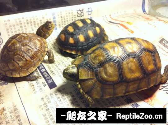234250u51p5u45qpx3bv69.jpg