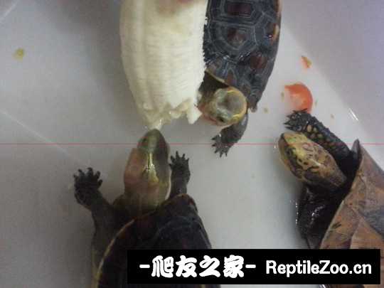 234304ifsgs45g4ie5pvvg.jpg