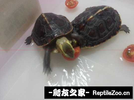 234304rw1uwtwjz4b44lbp.jpg