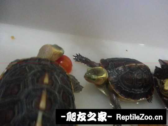 234305px1jxxbt17z55g6b.jpg
