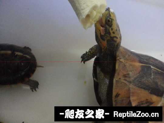 234305toc2rcsclfy3ctp4.jpg