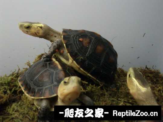 234346ce70ghlheoclgzhv.jpg