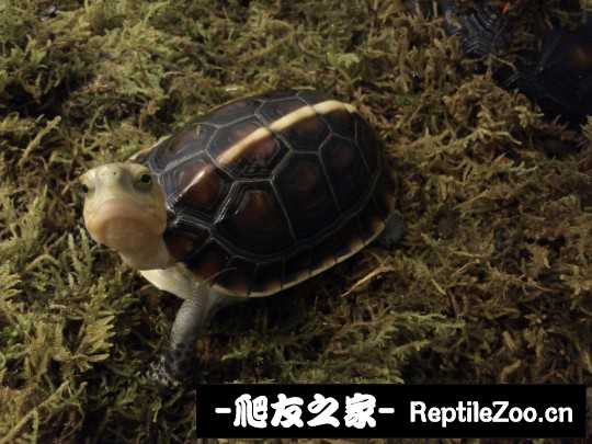 234348ia6cqqa79zrgvva7.jpg